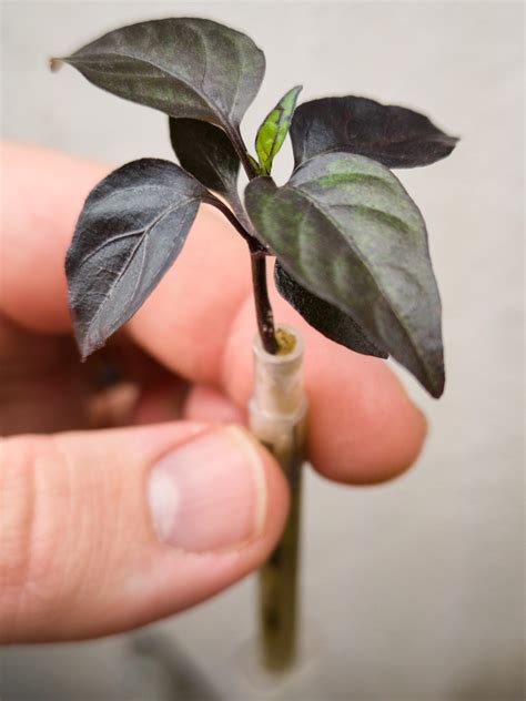 The black pearl is surprisingly still getting larger😋 : r/PepperLovers