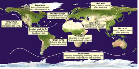 Impacts of climate change on migratory animals; examples indicate the ...