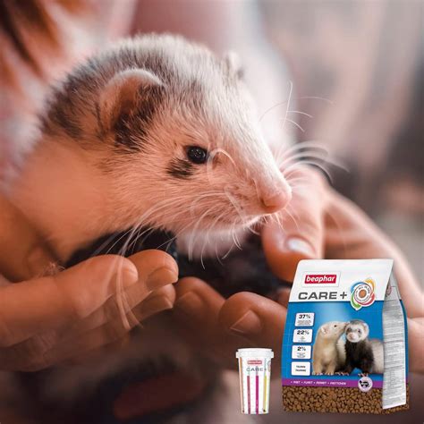 how to care for a ferret 9