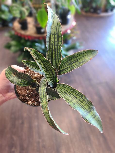 Sansevieria Cleopatra 4" | Plantstay | Gainesville Houseplant Shop