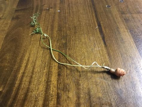 I grew my first carrot! I didn't grow it very well but I'm extremely