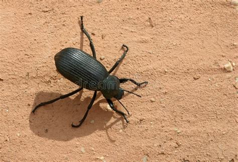 Darkling Beetle Tenebrio Molitor Pupa in an Old, Dry Piece of Bread ...