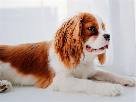 cavalier dog breed guide spot pet insurance