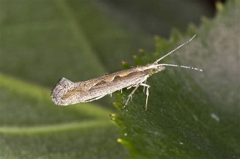 Капустная моль Plutella maculipennis. Описание насекомого и способы ...