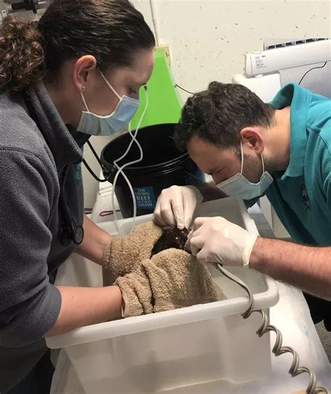 Pufferfish Undergoes Dental Work After Teeth Grow Too Big - News - LADbible