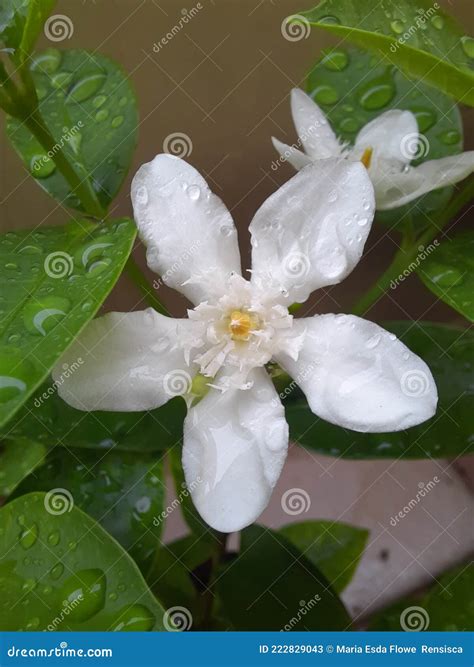 Jasmine rain drops stock image. Image of shrub, wildflower - 222829043