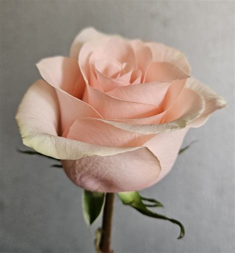 Valentine's Day | Order Valentine's Flowers Today — Brooklyn Flower Shop