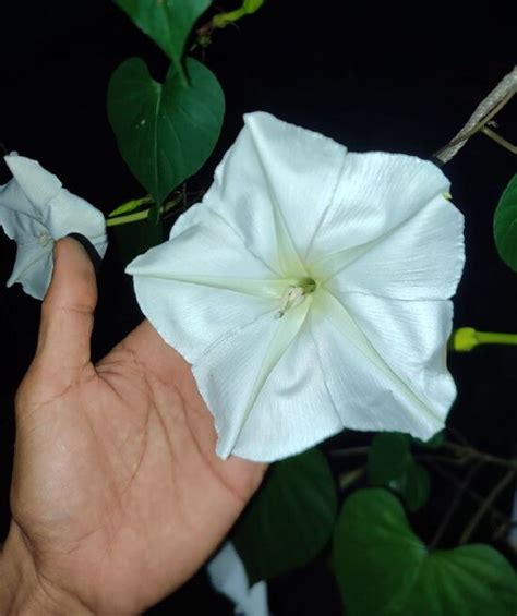 Giant Moonflower Seeds - Mountain Top Seed Bank