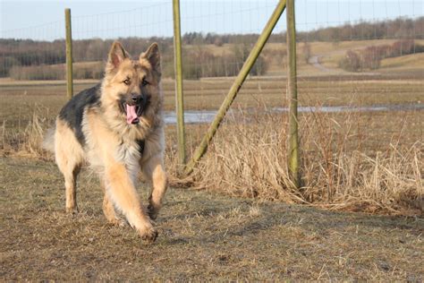 favourite pictures  loke rdogpictures