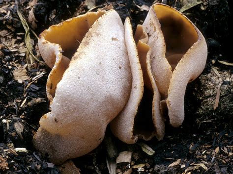 Пецица пузырчатая (Peziza vesiculosa) фото и описание