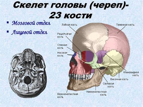 Опорно-двигательная система. Строение скелета - презентация онлайн
