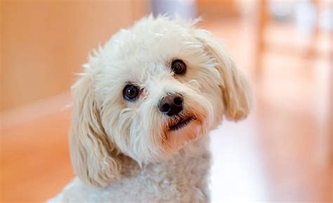 Información de la raza Maltipoo (Poodle Maltés)