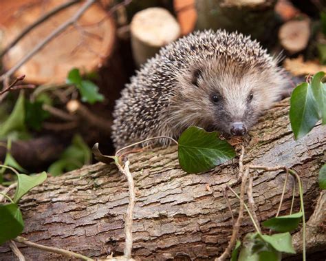 tips for hedgehog hyperactive cheap 6