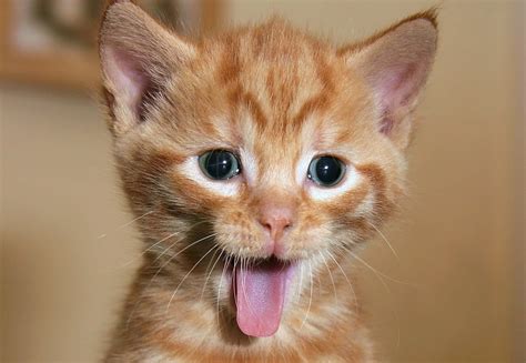 Download Cute Funny Cat Pictures | Wallpapers.com