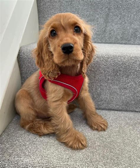 Cocker Spaniel Puppies For Adoption