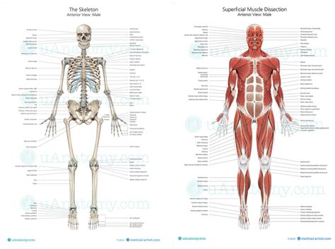 Human Muscle Anatomy Chart | Human Muscle Anatomy Poster | Musculature