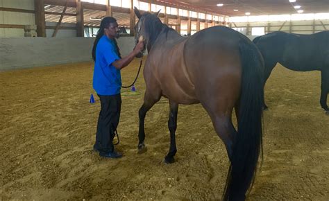 Faces of Recovery: Sex abuse survivors find hope in horses