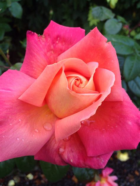 Beautiful Autumn rose from the garden