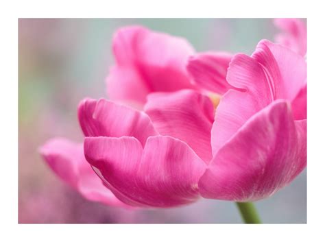 tulip spring flower blossom  stock photo public domain pictures