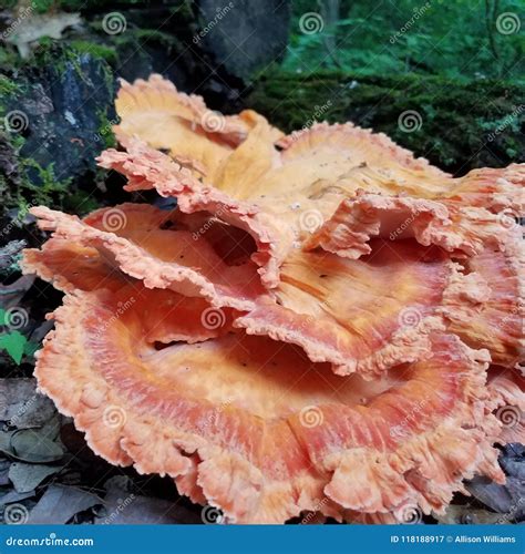 Orange Fungus. stock image. Image of orange, fungus - 118188917