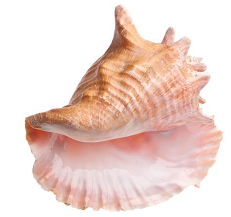 Conch Meat, 1lb.+ – Pelican Seafood Company