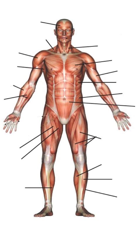 Lower Leg Muscles Diagram | Quizlet