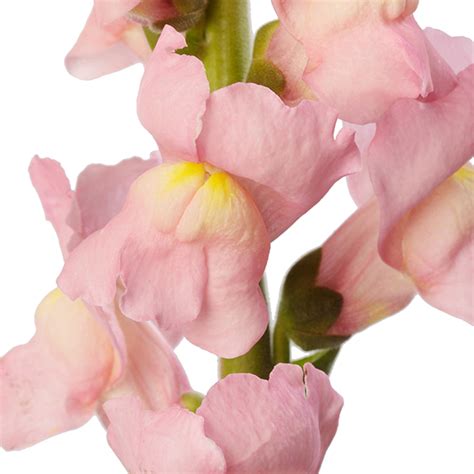 Antirrhinum majus F1 | Antirrhinum majus F1 Cannes Pink III | Evanthia