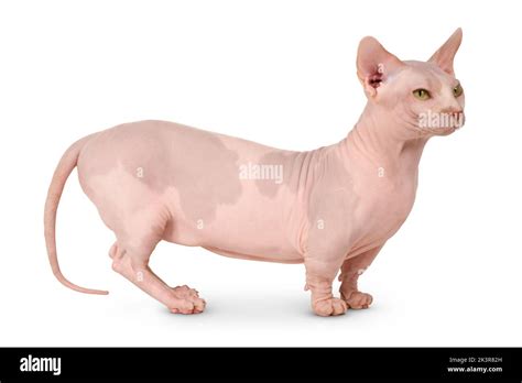 Bambino hairless cat Stock Photo - Alamy