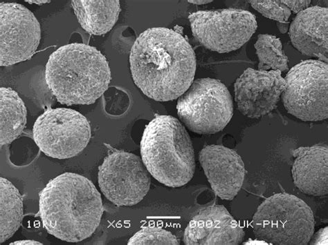 Spicules Fig. 2 Single spicule | Download Scientific Diagram