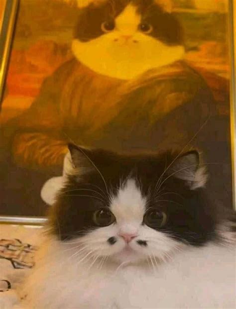 michaels cat  twitter samye milye zivotnye sumassedsie koski