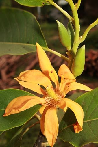 Magnolia Champaca Es Conocida En Inglés Como Champak El Color De La ...