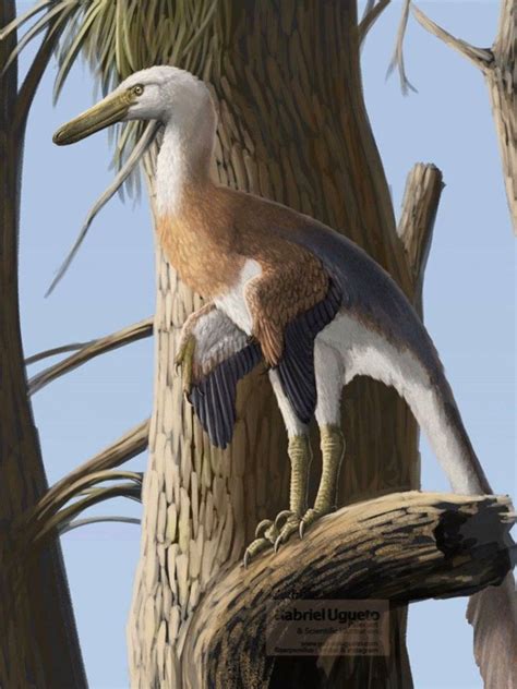 Buitreraptor gonzalezorum Paleoart by Gabriel N. Ugueto | Prehistoric ...