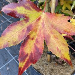 Liquidambar styraciflua 'dark autumn' | À l'ombre des figuiers