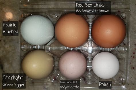 Jersey Giant Chicken Egg at Leslie Perry blog