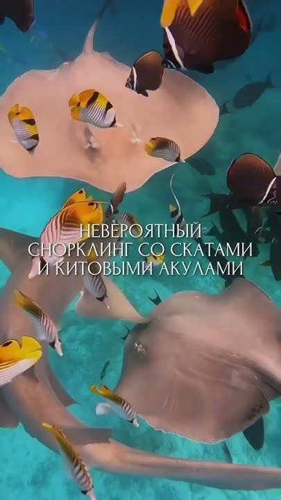 5 причин полететь на Мальдивы летом☀️😍 - YouTube
