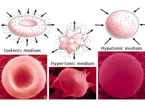 Chapter 3 Movement of Substances Lesson 2 - Effects of isotonic, hypo…