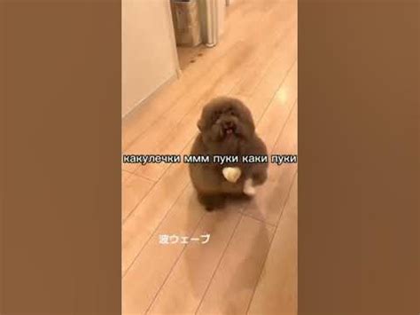 ипучи ест какашке????? - YouTube