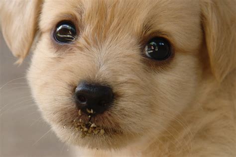 Dogs Know When to Turn on the Puppy Dog Eyes