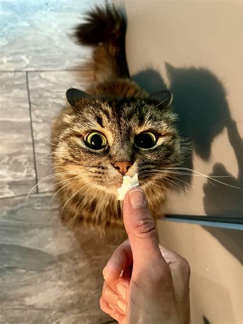 10000 best Luna images on Pholder | Hololive, Cawwsplay and Aww