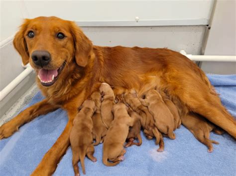 Top 21 Reputable Field Golden Retriever Breeders in The USA