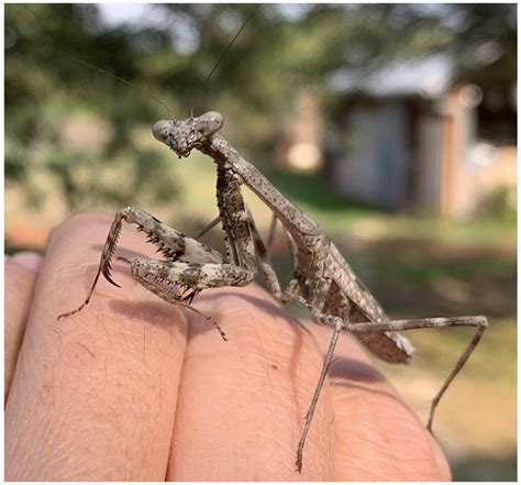 praying mantis   emily jenkins blog