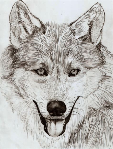 Wolf Pencil Sketch — Weasyl