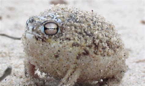 white wolf tiny frog    adorable squeaky toy sound