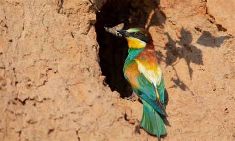 european bee eater bird facts merops apiaster   animals