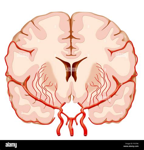 CEREBRAL ARTERY, ILLUSTRATION Stock Photo - Alamy