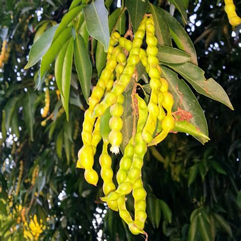 verdadeaspas fabaceae inga marginata