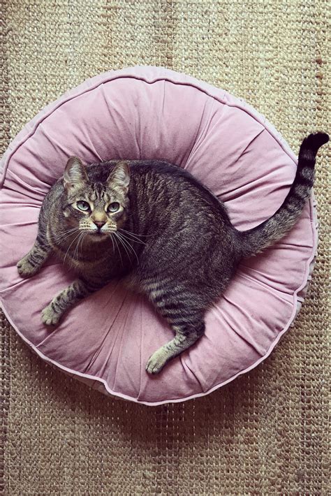20 Cute Cat Names — Adorable Boy and Girl Kitten Names