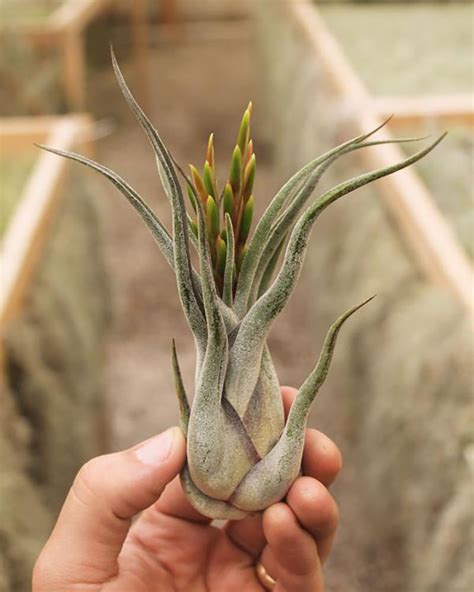 SuperMoss - Tillandsia Caput Medusae Air Plant