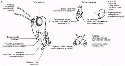 Кусающие и жующие ротовые части - Механизмы питания у животных ...