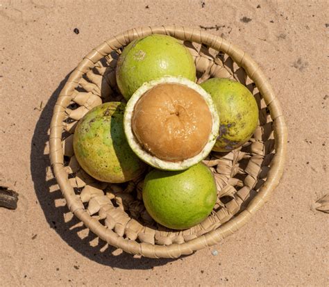 monkey orange world food map